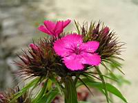 Oeillet du poete (4) (Photo F. Mrugala)